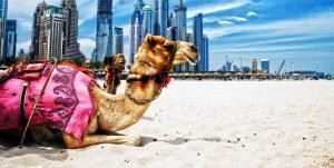 camel-in-arabian-city-and-desert-wallpapers-hd